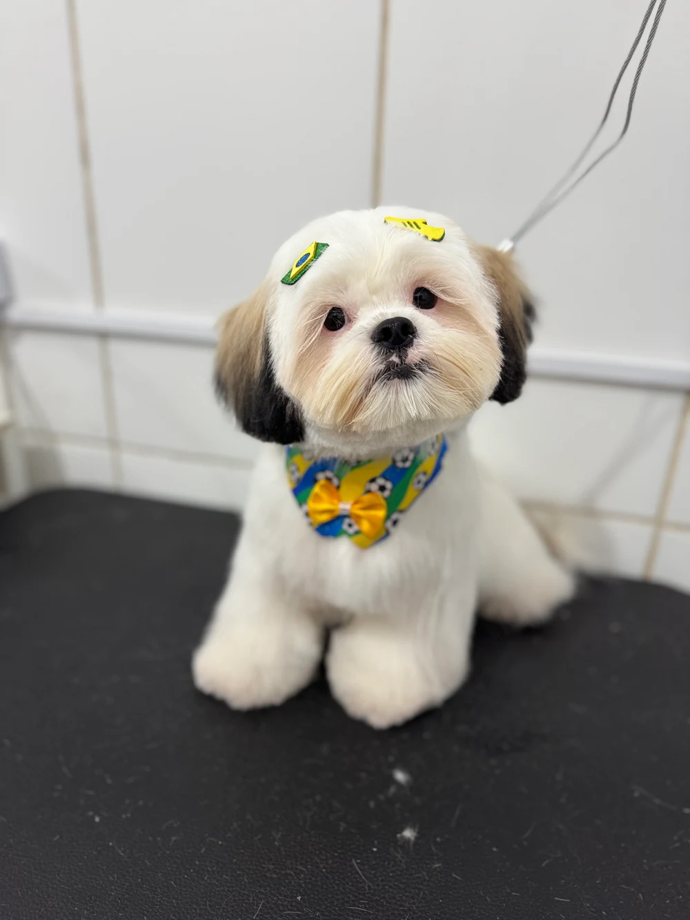 Pet de pelagem clara, com rostinho arredondado, orelhas de pontas escuras e bandana colorida