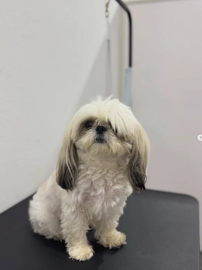 Belinha antes da tosa, com pelagem comprida e franja sobre os olhos