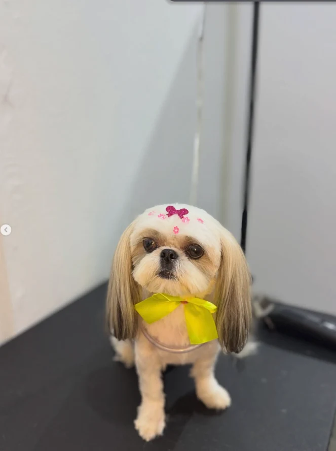 Belinha com tosa baixa, orelhas longas, enfeites rosa e laço amarelo