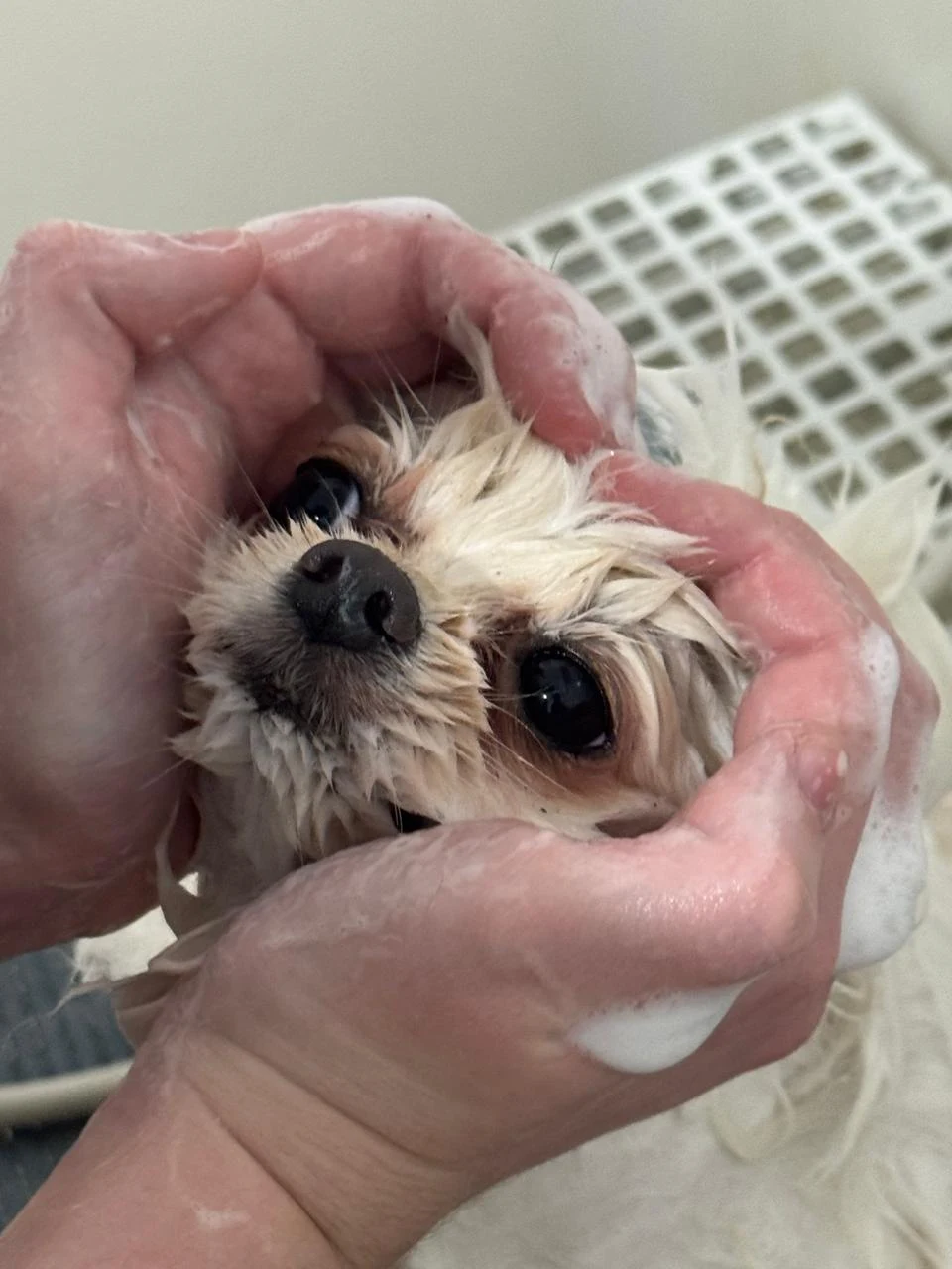 Pet durante o banho, com o rostinho apoiado nas mãos da profissional