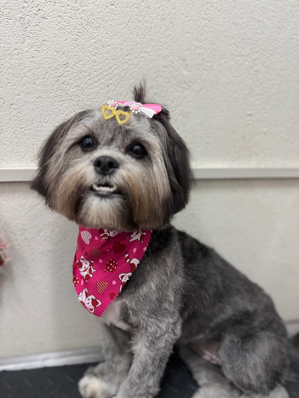 Pet de pelagem cinza, com acabamento no rostinho, lacinho e bandana rosa